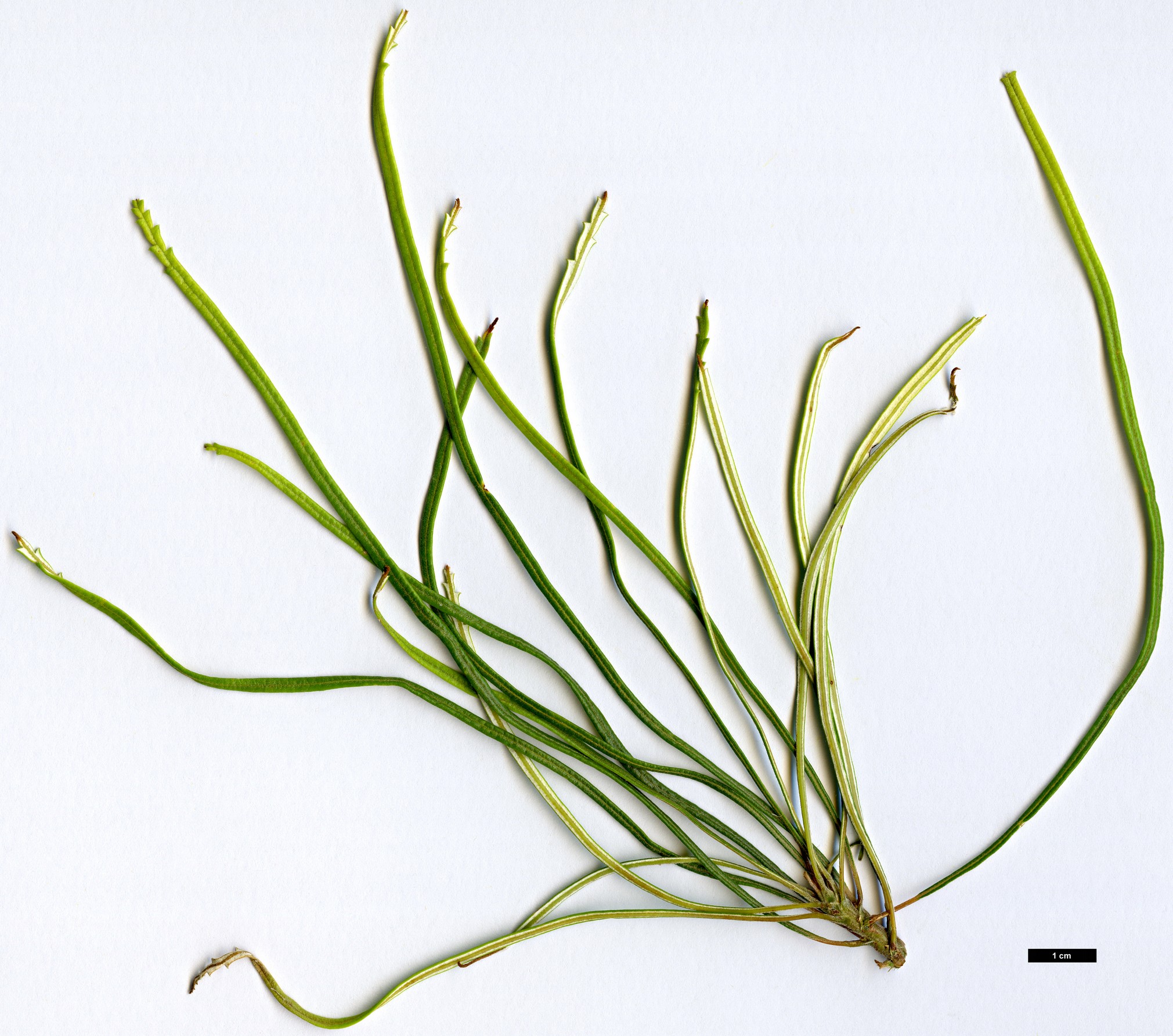 High resolution image: Family: Proteaceae - Genus: Dryandra - Taxon: tenuifolia - SpeciesSub: var. reptans ‘Cascading’